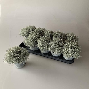 LEUCOPHYTA BROWNII P12