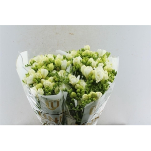 Fr Du Volante White Op Kleur