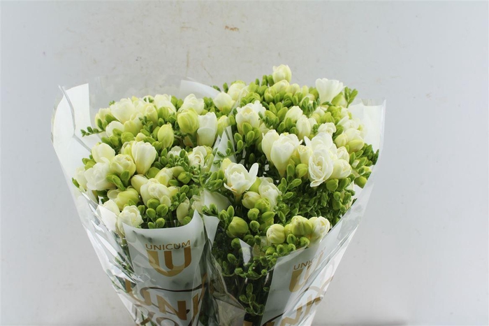 <h4>Fr Du Volante White Op Kleur</h4>