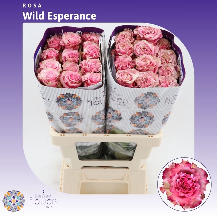 <h4>Rosa gr Wild Esperance</h4>