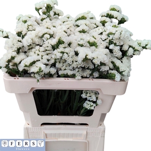 LIM S WH STARL WINGS