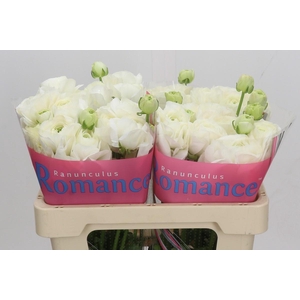 Ranunculus Romance Courchevel