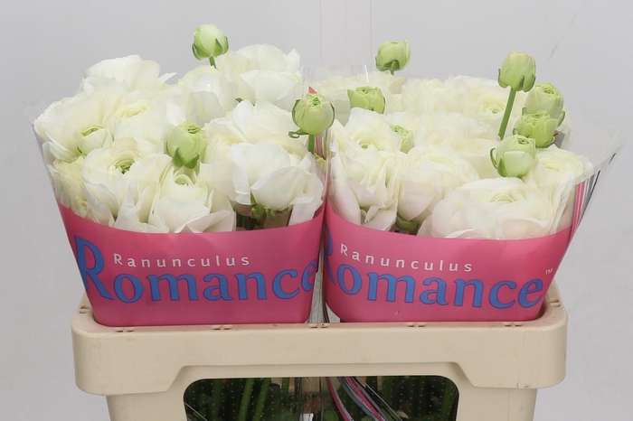 <h4>Ranunculus Romance Courchevel</h4>