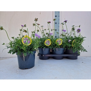 SCAB CO BUTTERFLY BL