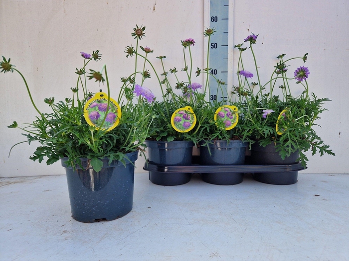 <h4>SCAB CO BUTTERFLY BL</h4>