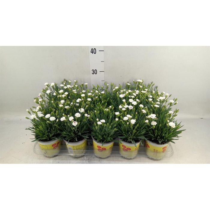 <h4>Dianthus allw. 'Lucky Lips Lisa'</h4>