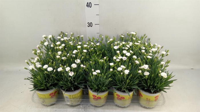 <h4>Dianthus allw. 'Lucky Lips Lisa'</h4>