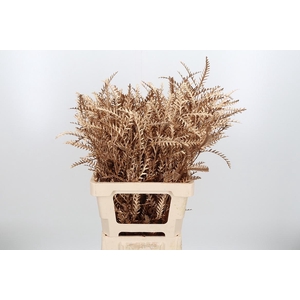 Grevilea Ivanhoe Kl Bh Antiek Goud