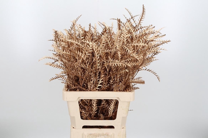 <h4>Grevilea Ivanhoe Kl Bh Antiek Goud</h4>