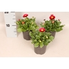 Bellis perennis Red