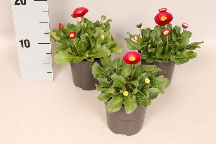 Bellis perennis Red