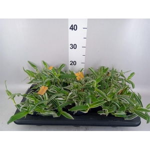 Murdannia loriformis 'Alba Aquilon'