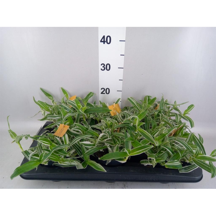 <h4>Murdannia loriformis 'Alba Aquilon'</h4>