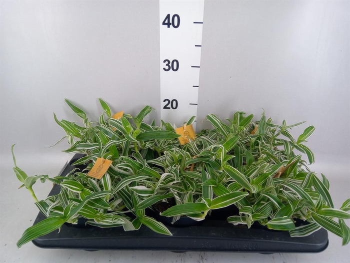 Murdannia loriformis 'Alba Aquilon'
