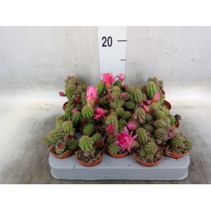 Chamaecereus  'Ubink Cerise'