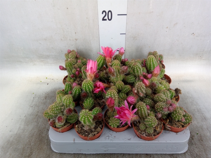 <h4>Chamaecereus  'Ubink Cerise'</h4>