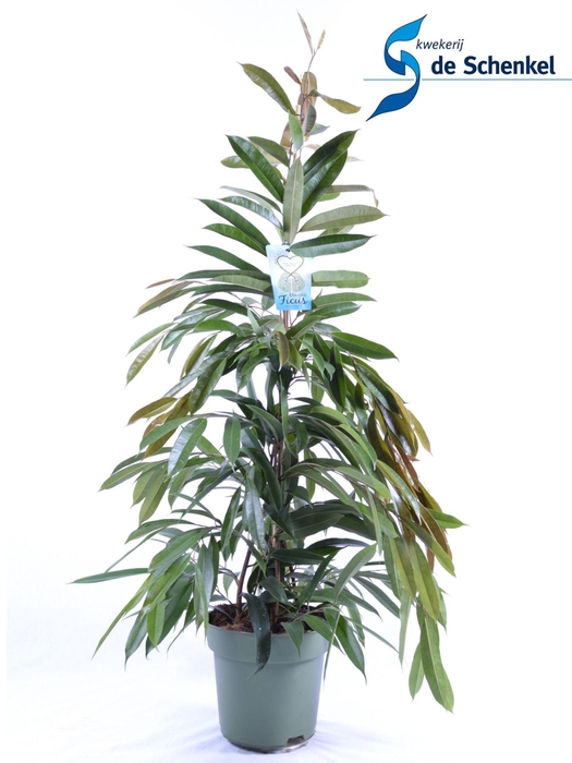 <h4>Ficus binn. Amstel King</h4>