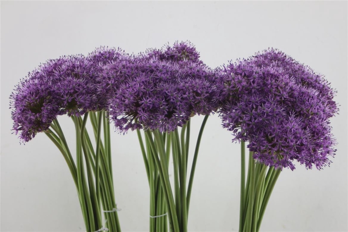 <h4>Allium Gladiator 90cm</h4>