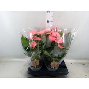 Anthurium andr. 'Sweet Dream'