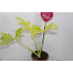 PHILODENDRON SELLOUM GOLD P17