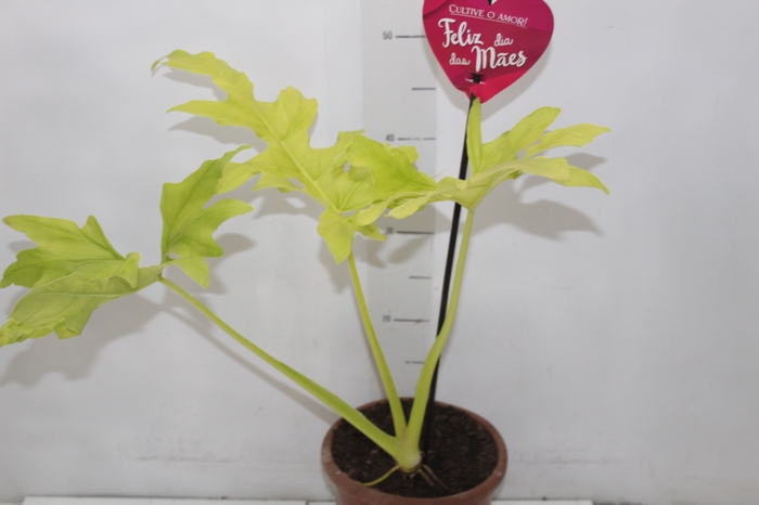 PHILODENDRON SELLOUM GOLD P17