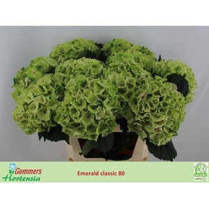 Hydrangea mag emerald classic