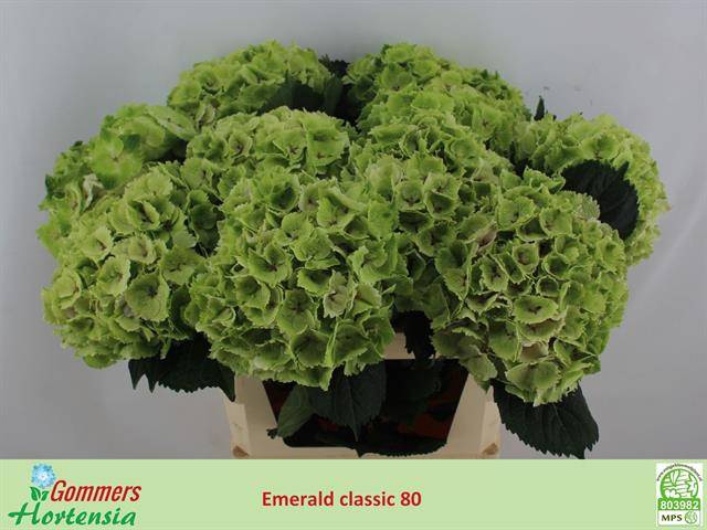<h4>Hydrangea mag emerald classic</h4>
