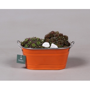 Zinken ovale pot met Sempervivum