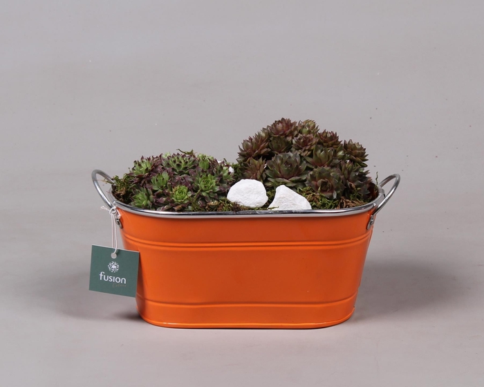 <h4>Zinken ovale pot met Sempervivum</h4>