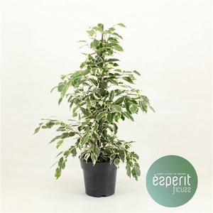 Ficus benjamina Twilight®