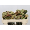 Kaaps Groen Red Brunia Small