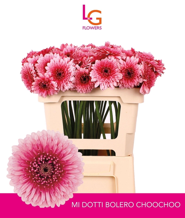 <h4>GERMINI BOLERO CHOOCHOO</h4>