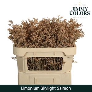 Limonium Skylight L80 Salmon