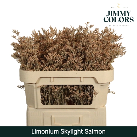 <h4>Limonium Skylight L80 Klbh. Zalm</h4>