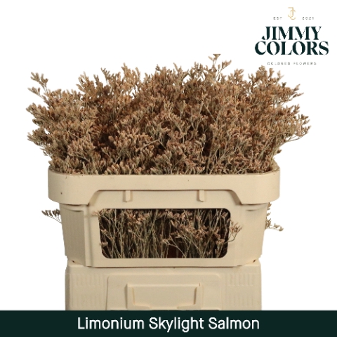 <h4>Limonium Skylight L80 Salmon</h4>