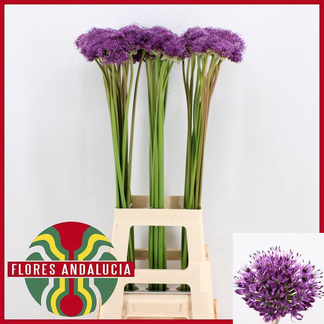 ALLIUM GLADIATOR