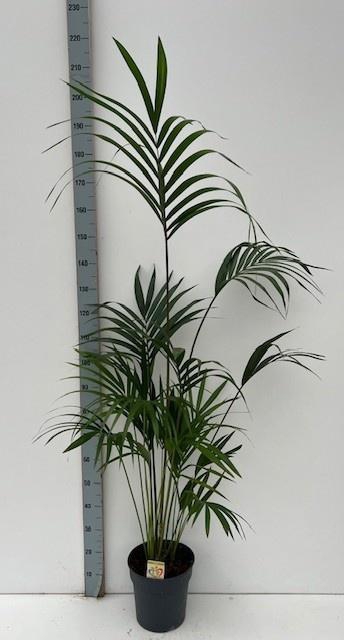 <h4>HOWEA FORSTERIANA</h4>