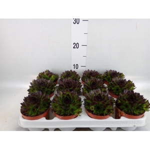 Sempervivum   ...