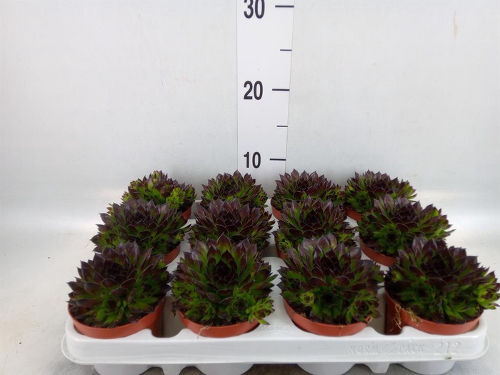<h4>Sempervivum   ...</h4>