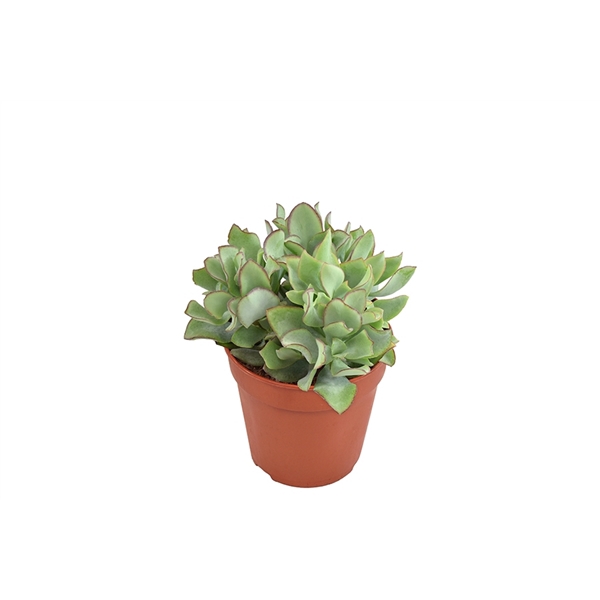 <h4>Crassula Arborescens Undilatifolia</h4>