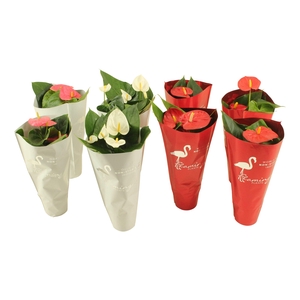 Anthurium Flamingomix in sierhoes 9cm