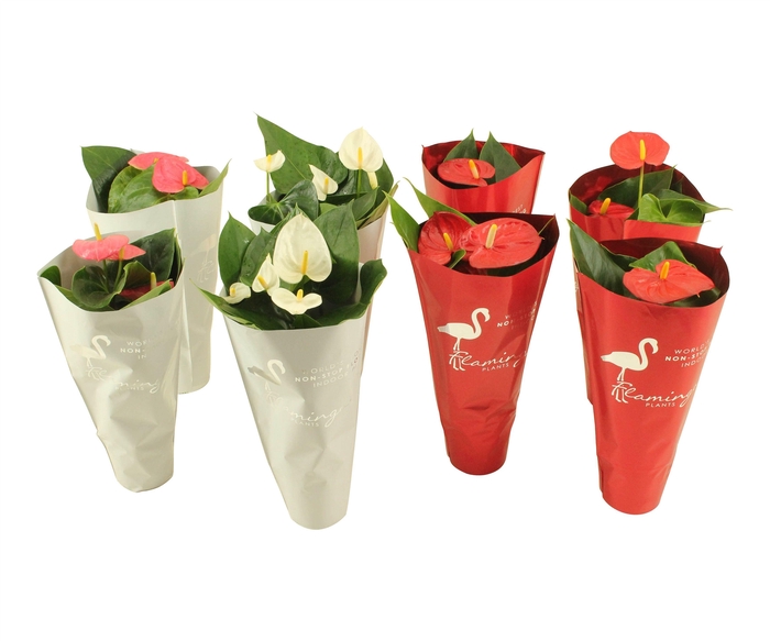 <h4>Anthurium Flamingomix in sierhoes 9cm</h4>