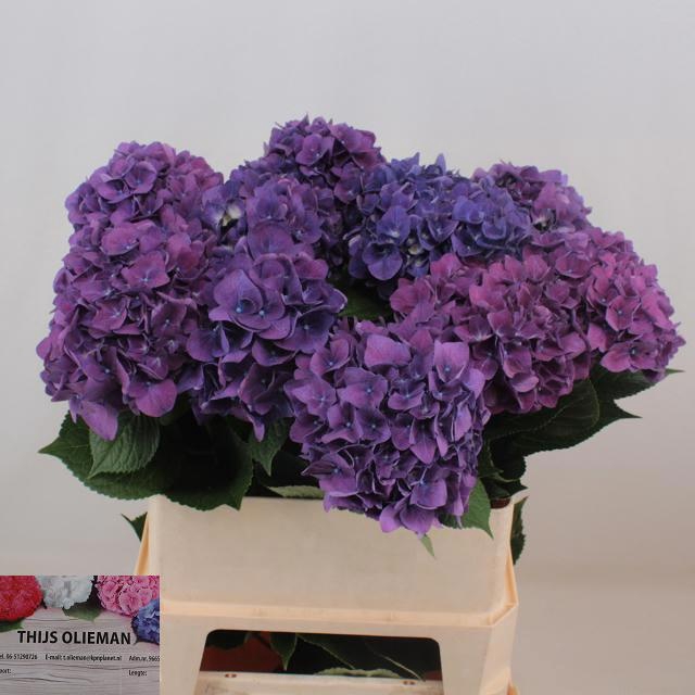 <h4>HYDR M CH RODEO PA</h4>