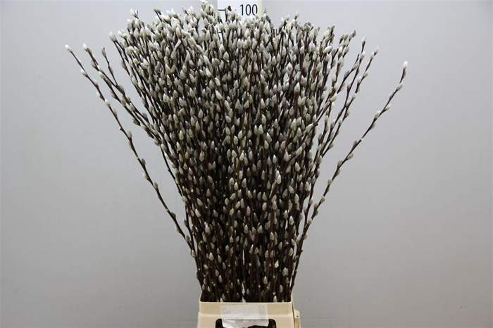 <h4>Salix Snow Flake</h4>