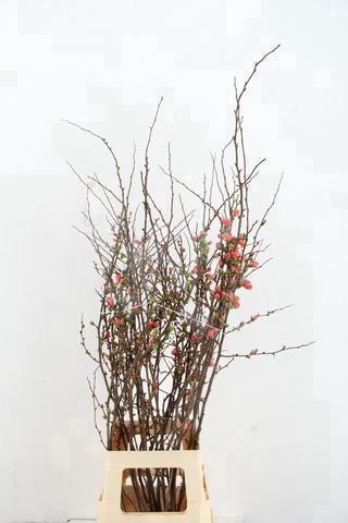 <h4>CHAENOMELES JAPONICA PINK 080CM</h4>
