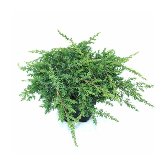 <h4>Juniperus conferta 'Schlager' P17</h4>