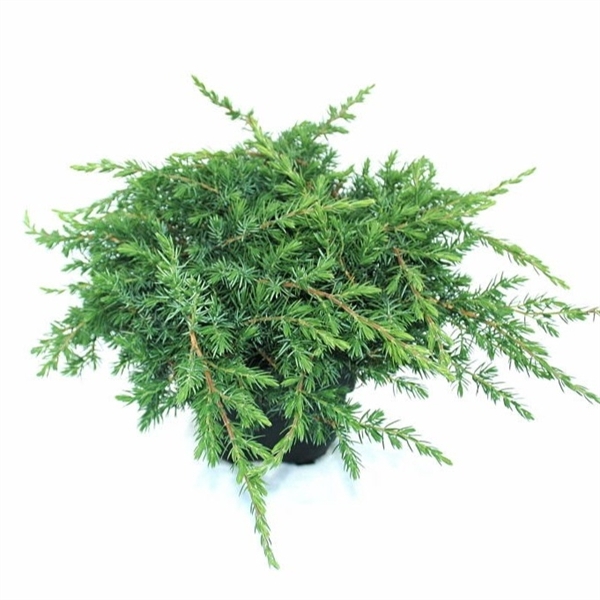 Juniperus conferta 'Schlager' P17