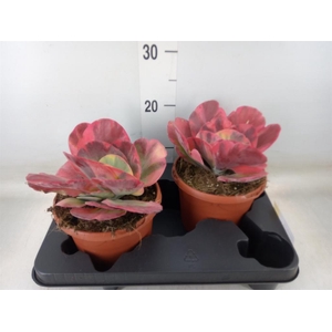 Kalanchoe NF thyrsiflora