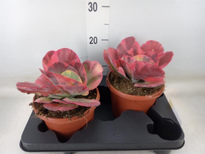 <h4>Kalanchoe NF thyrsiflora</h4>