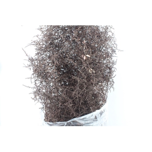 Asparagus Wilde Copper